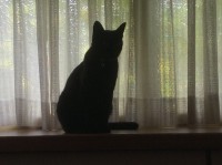 黒猫は飼い猫のモモです何も出来ません！寝るだけです。