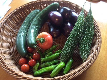 菜園での採れたて野菜