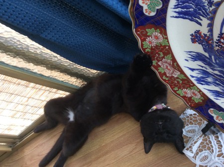 よく寝るモモ