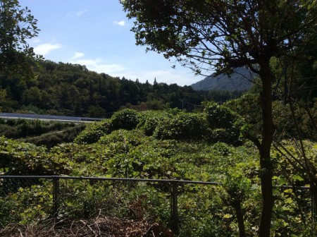 一階リビングルームから見える南側景色