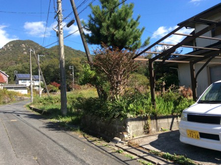玄関先の最後の松の木ですが、今から切り倒します。