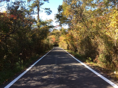 自宅から裏へ抜ける道！紅葉して来ています。
