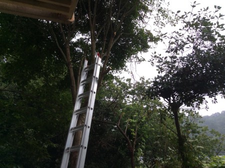 この木は、かなり葉が多く日陰になりますからかなり剪定をしました！