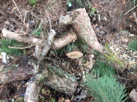 チェーンソーで難なく切断楽でした。